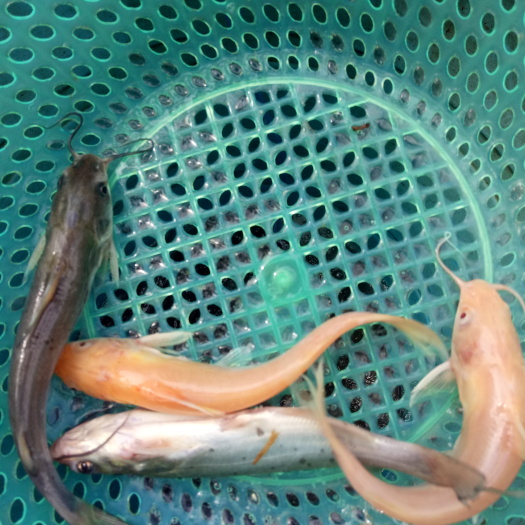 肇庆钳鱼苗3-5cm