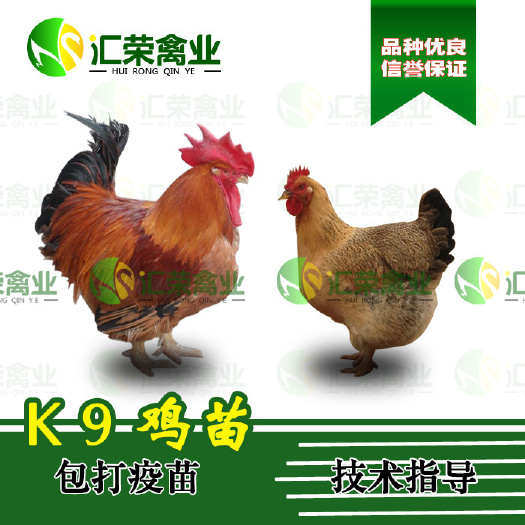 南宁 大种K9肉鸡苗882鸡苗大种黄麻鸡苗《包打疫苗成活率高》