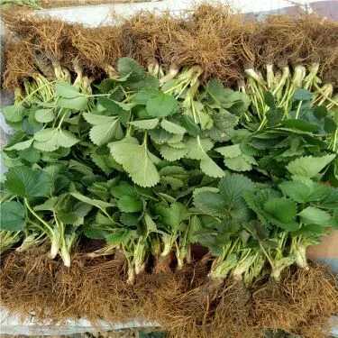 平邑县红颜草莓苗 地栽苗 10~20公分 