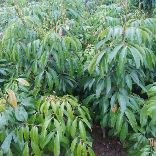 灵山县糯米糍荔枝苗 