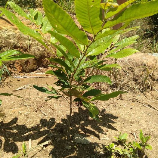 灵山县大红袍板栗苗 嫁接苗 0.5~1米