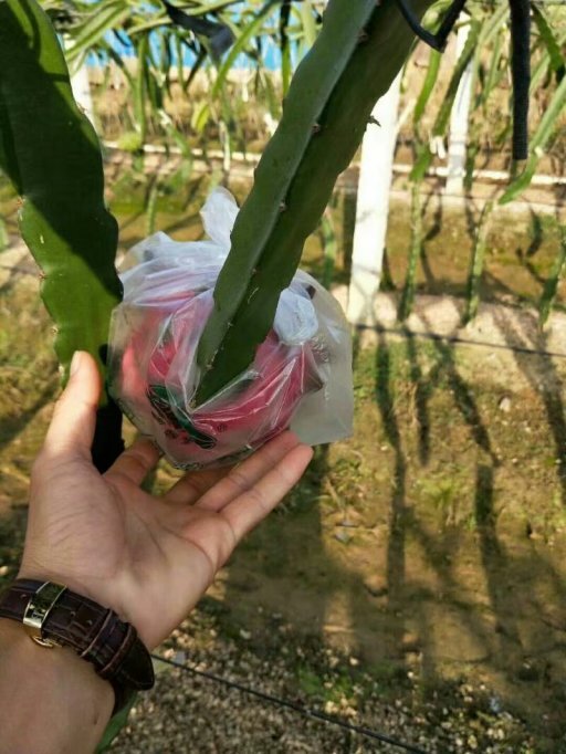灵山县红皮红肉火龙果苗 