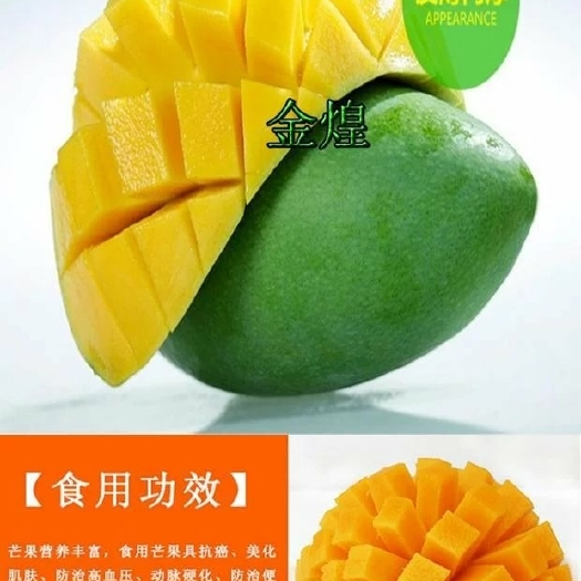 灵山县 各种芒果苗，种植一年可以开花结果