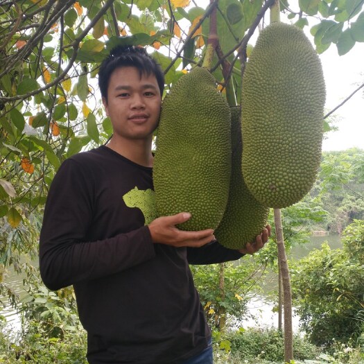 灵山县马来西亚一号菠萝蜜苗 