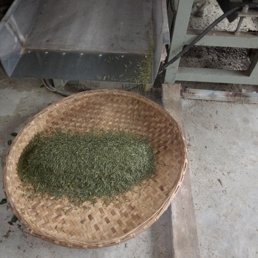 眉山竹叶青茶 一级 散装