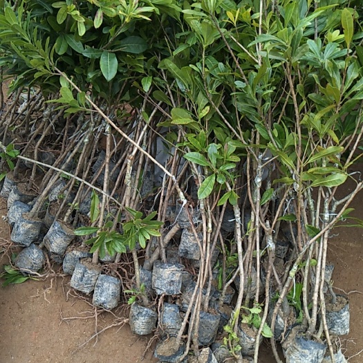 灵山县东槐杨梅苗 