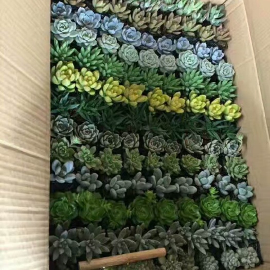 沭阳县铭月