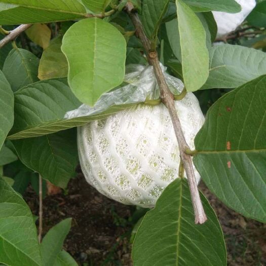 灵山县四季珍珠番石榴苗 
