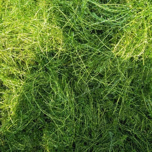 伊乐藻  吃不败 鱼虾蟹专用水草 速生草 量大价优 包邮