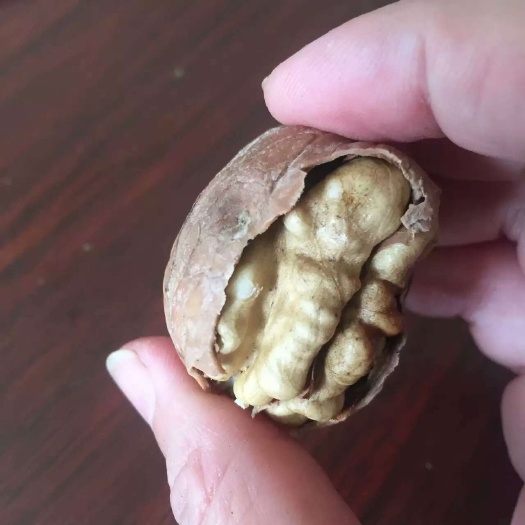 泰安薄皮核桃苗