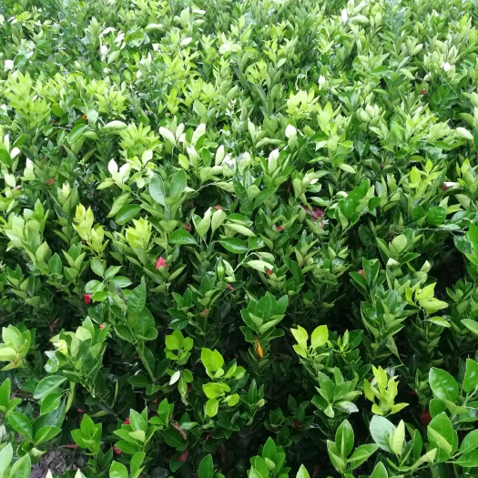 松滋市伦晚脐橙苗 嫁接苗 0.5米以下 