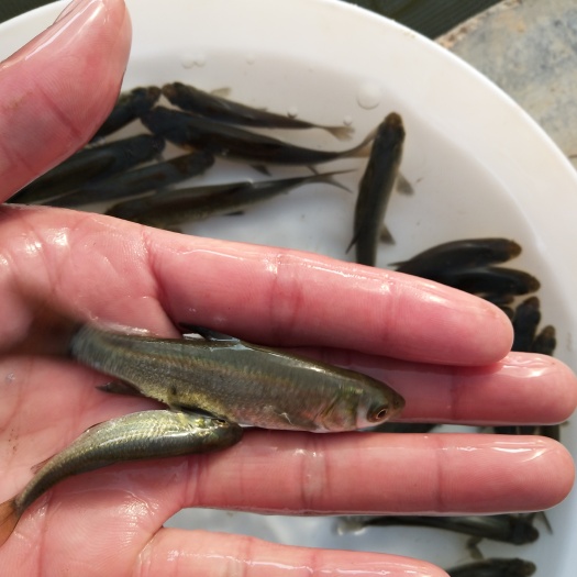 广州黑鲩鱼苗 