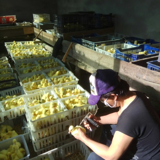 涿州市 我厂生产大三花鹅苗，采用提纯优选种鹅之种蛋孵化，纯度高长势快
