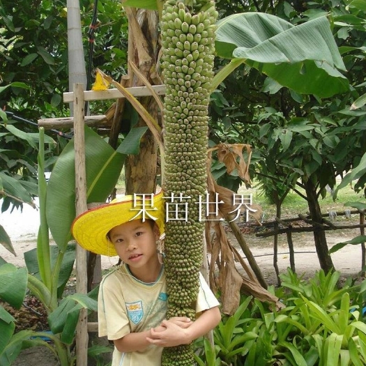 灵山县皇帝蕉苗 