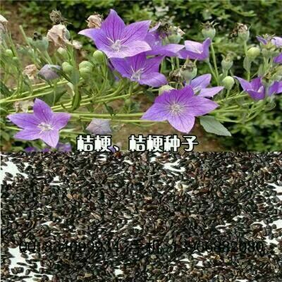 洛宁县桔梗种子，全新桔梗种子