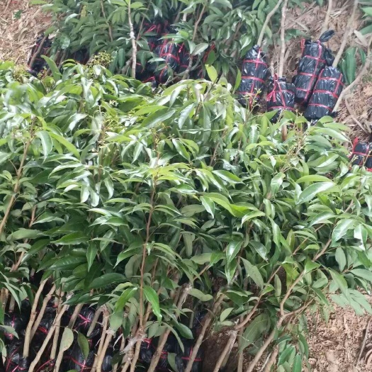 灵山县糯米糍荔枝苗 