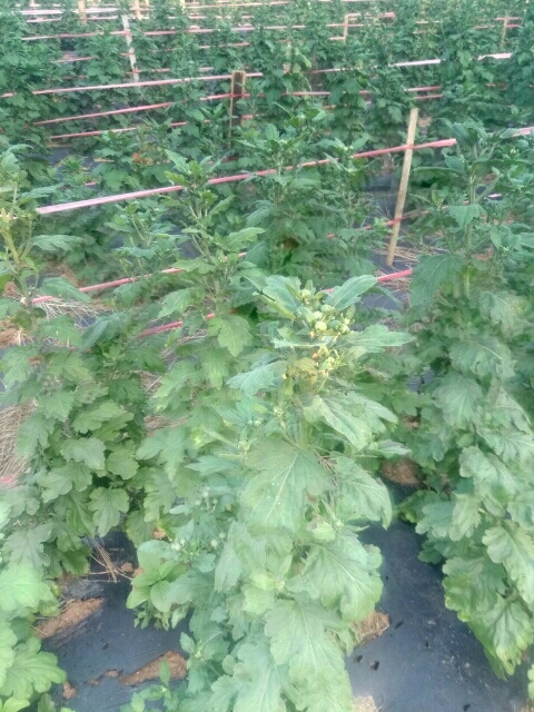 修水县金丝皇菊苗 