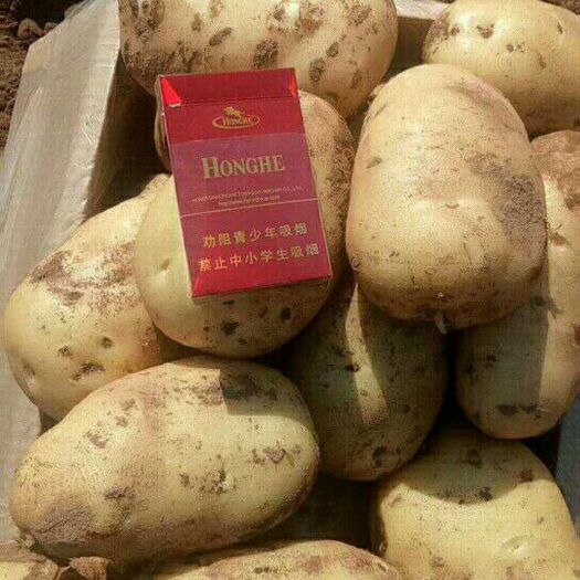 巧家县丽薯6号 3两以上