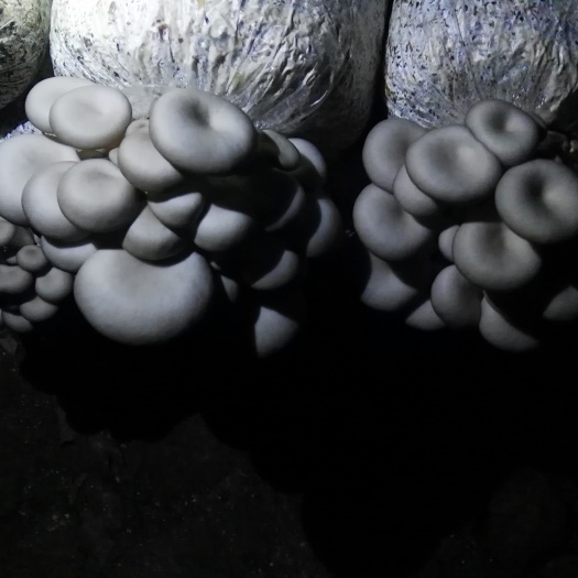 鲜平菇  本公司成立于2011年，主要生产姬菇，小黑平等，欢迎来电