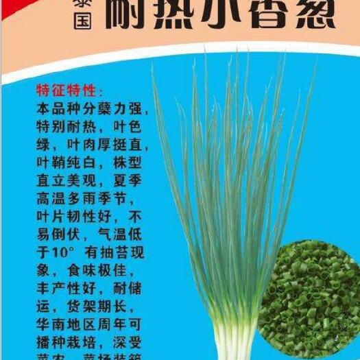 高密市小香葱种子  泰国耐热小香葱特耐热、葱叶细、分蘖能力强。