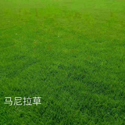 郴州马尼拉草皮