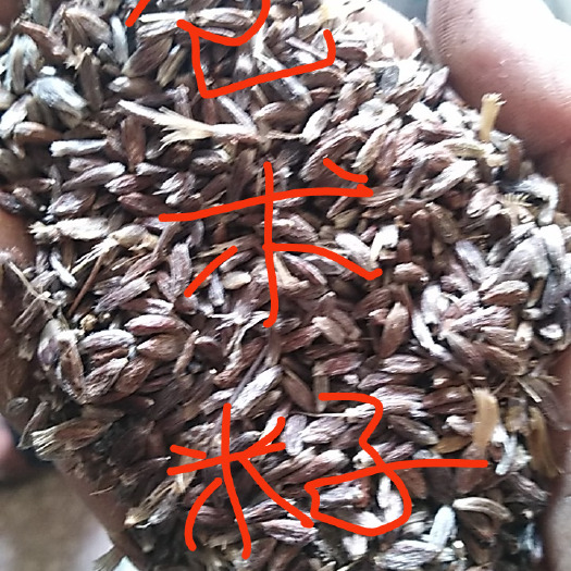 洛宁县苍术种子