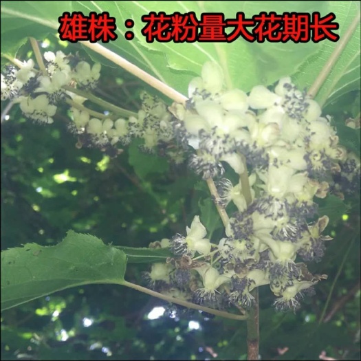 北镇市软枣猕猴桃苗 嫁接苗 