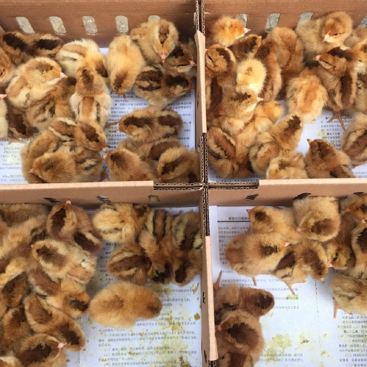新沂市土鸡苗 