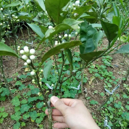 灵山县红心橙苗 嫁接苗 0.5~1米 