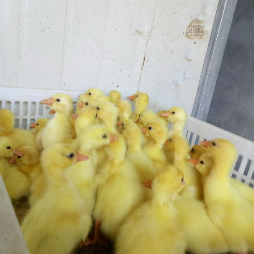 阳信县三花杂交鹅苗