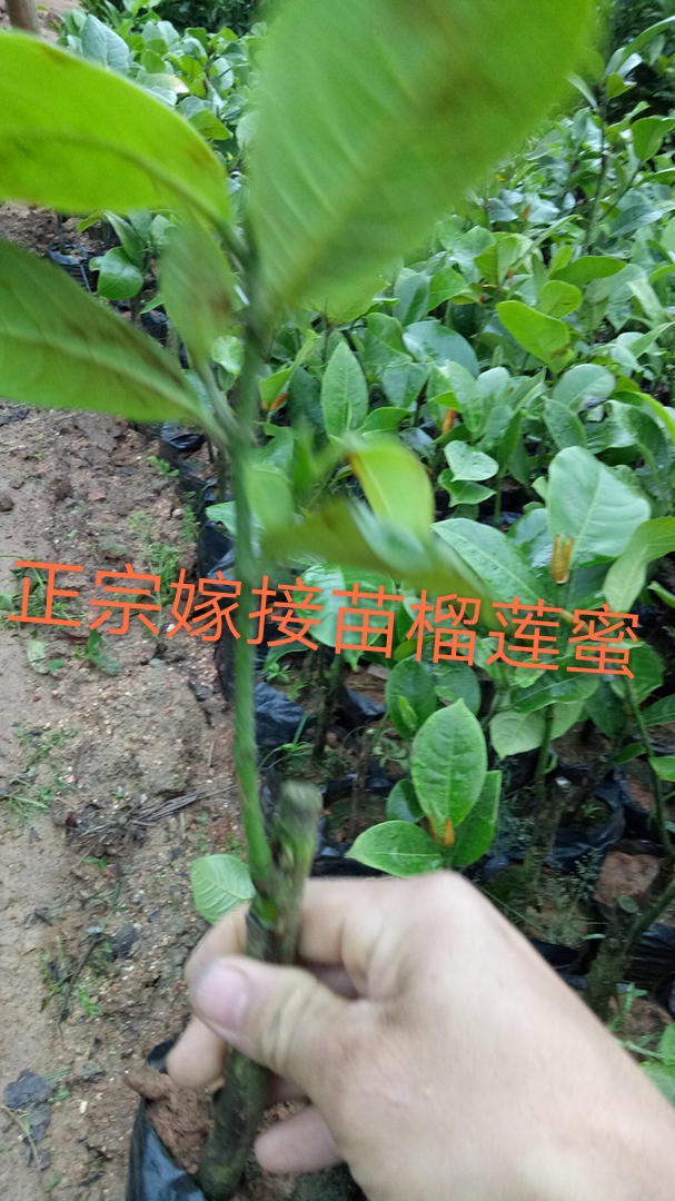 榴莲蜜树苗 正宗榴莲蜜，菠萝苗，口感爽口