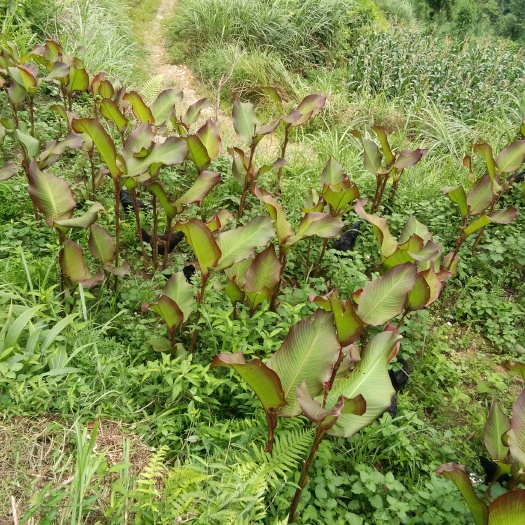 环江县芭蕉芋 4cm以上