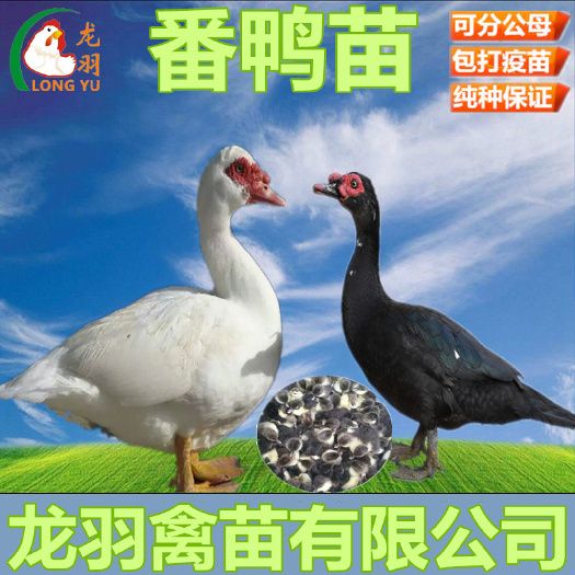 南宁西洋鸭苗