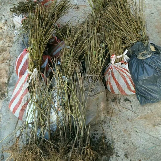 鄱阳县蓝蕉果苗 猫屎瓜，品种！需要种植前，请提前咨询本人
