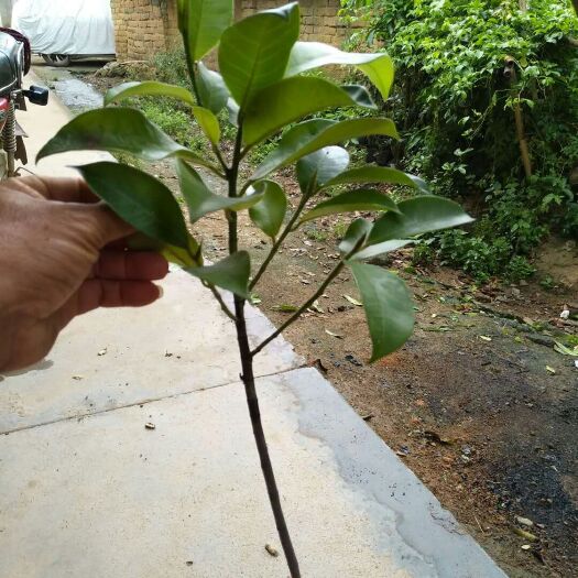 灵山县榴莲蜜树苗 带營养杯发货