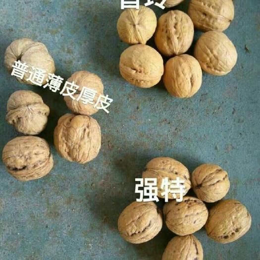 泰安薄皮核桃苗