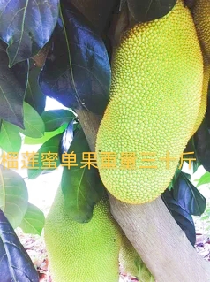 榴莲蜜树苗 正宗榴莲蜜，菠萝苗，口感爽口