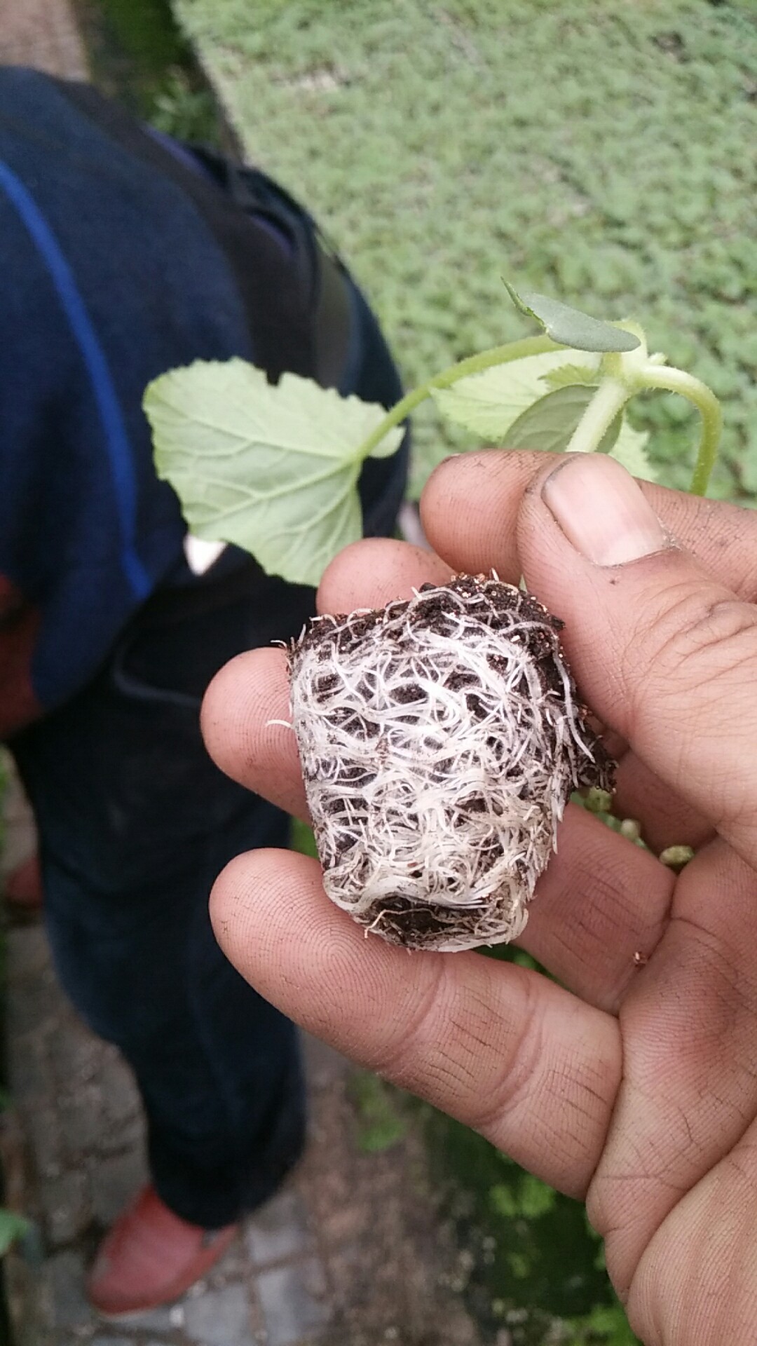 大红番茄苗 两叶一心