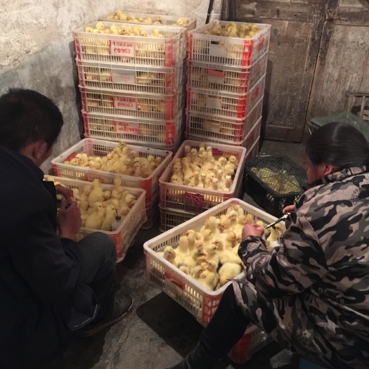 衡阳鹅苗  白鹅苗 大三花鹅苗 湖南杂交  大种白鹅