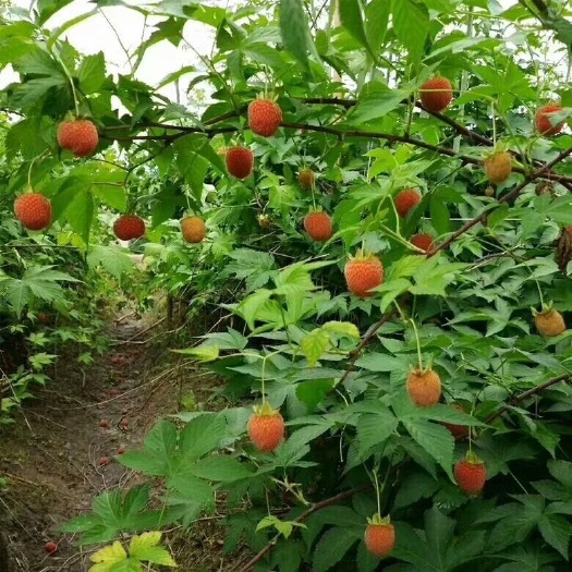 鄱阳县掌叶覆盆子苗 