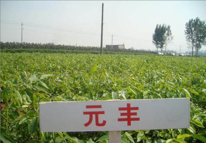 泰安薄皮核桃苗