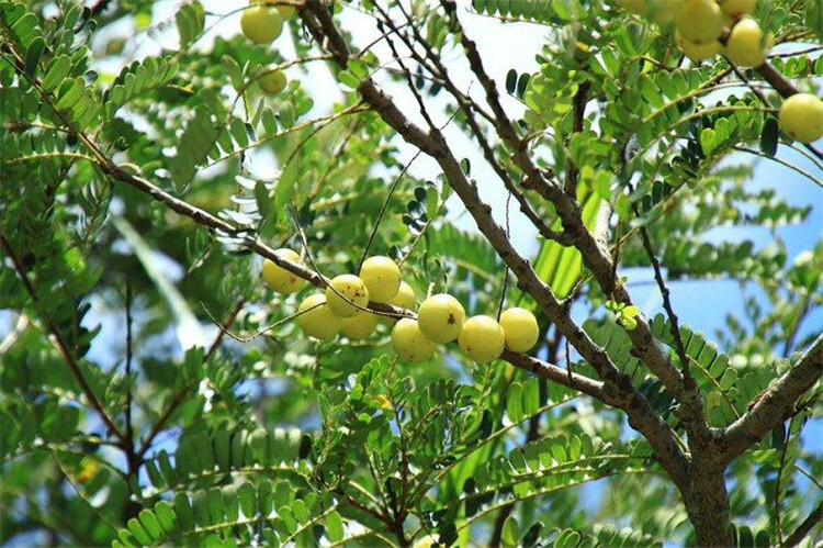 灵山县余甘果苗 0.5~1米 