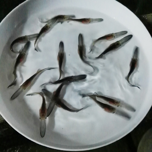 四会市 大量批发鸭嘴鱼苗！