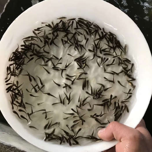开平市鲫鱼苗