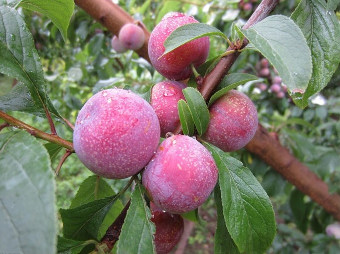 平邑县金蜜李树苗 