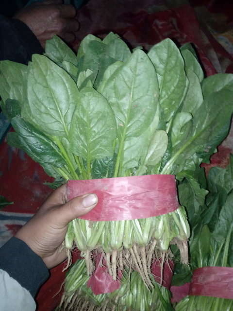 大葉菠菜 25~30cm