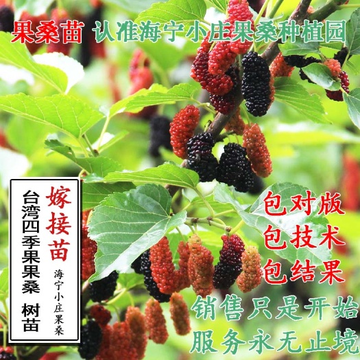 海宁市四季大果桑苗  四季果大果桑