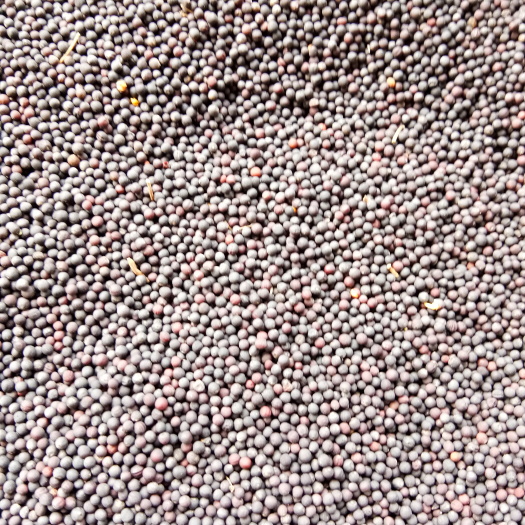 简阳市油菜籽