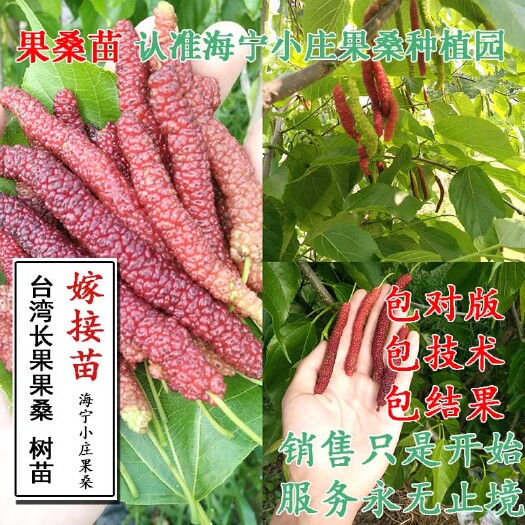 海宁市长果桑苗  四季树苗紫金蜜桑长桑葚果苗嫁接苗果桑盆栽苗