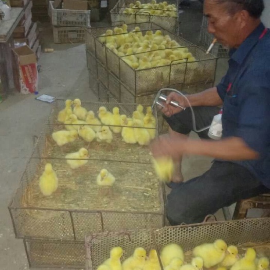 南阳 鹅苗批发，南阳鹅苗